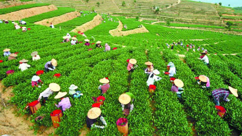 茶葉除濕機(jī)